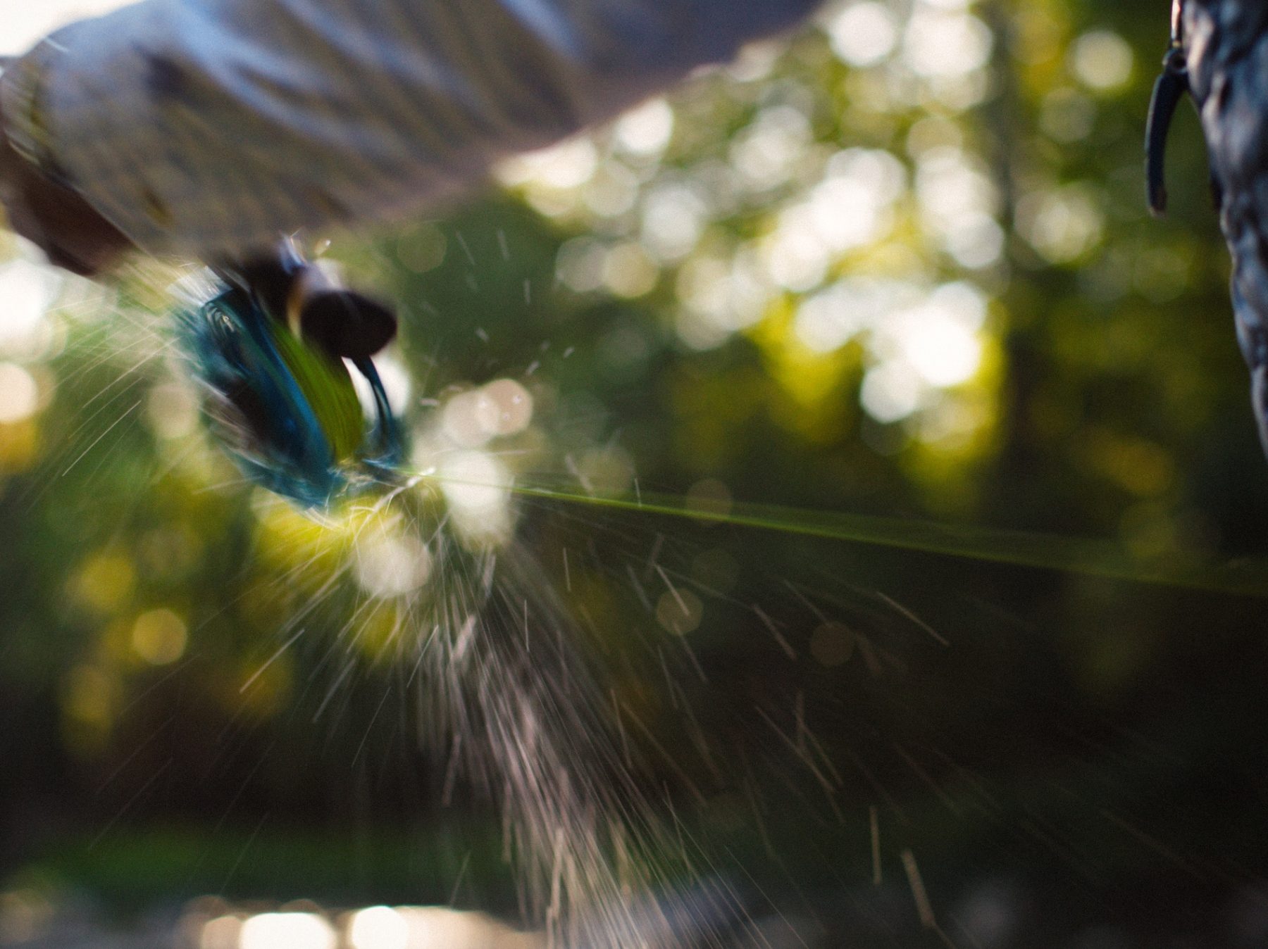 Fly and line catching light mid-cast against a green bokeh background